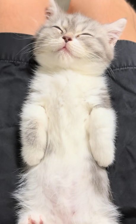 仰向けで眠るミヌエットの子猫