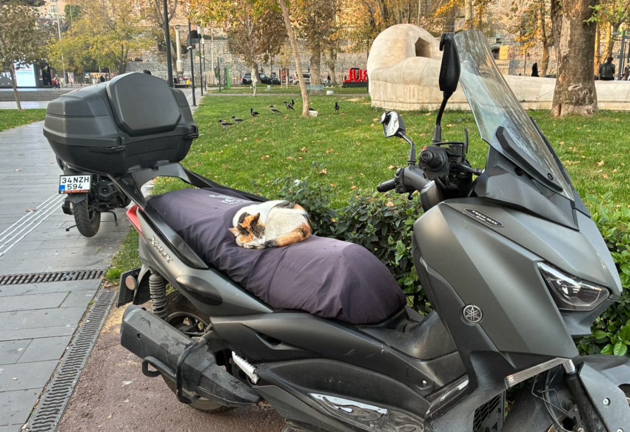 バイクの上で眠る猫