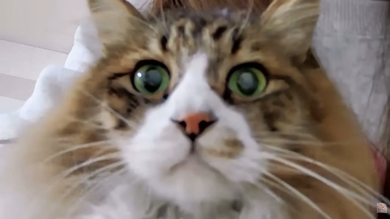 長毛猫ちゃんのお顔