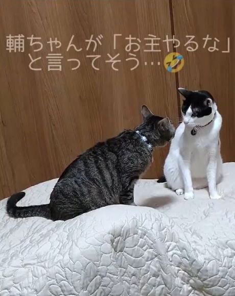 向かい合う2匹の猫