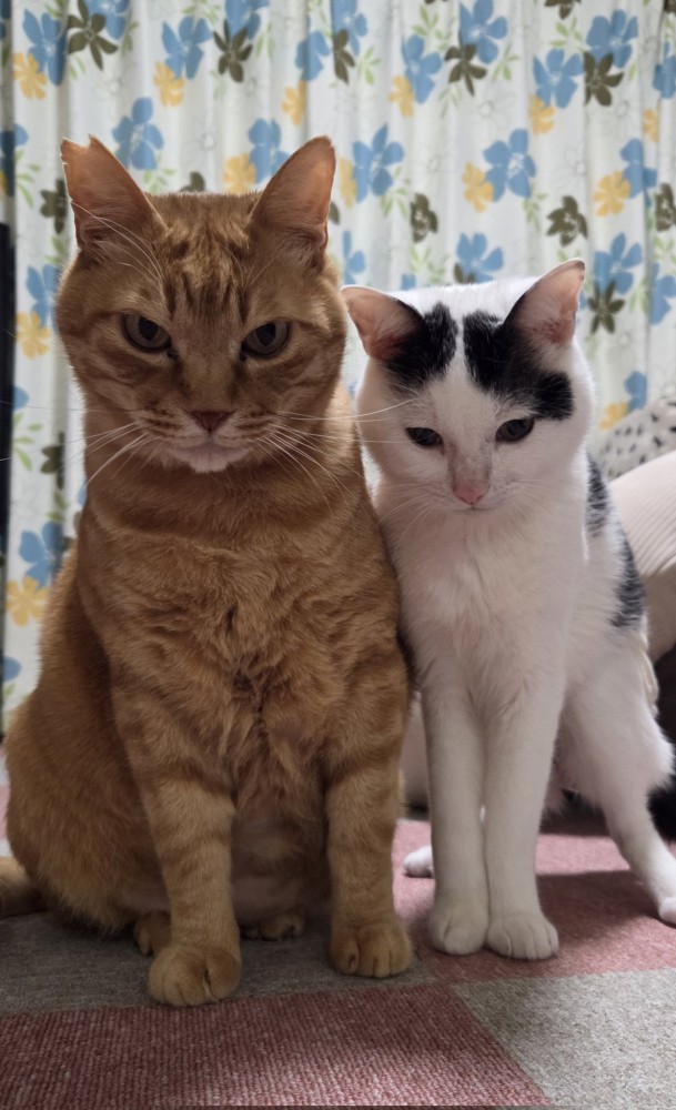 並んで座る2匹の猫
