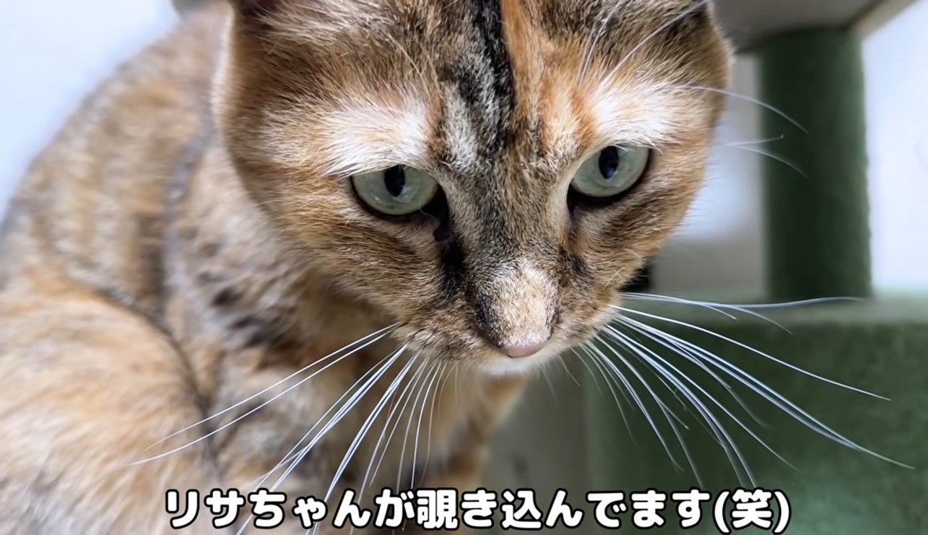 下を見る猫