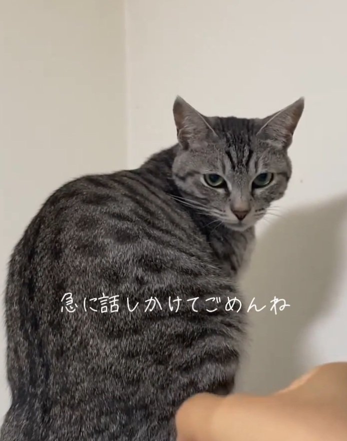 手を見る猫