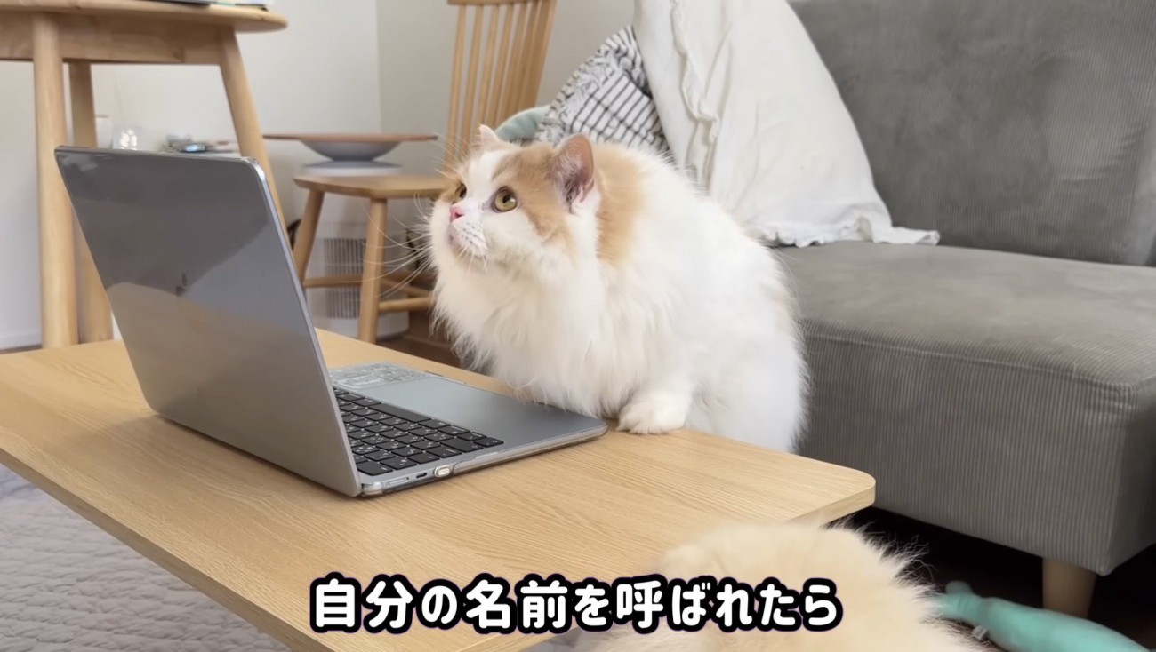 不思議そうな顔をするレモンくん