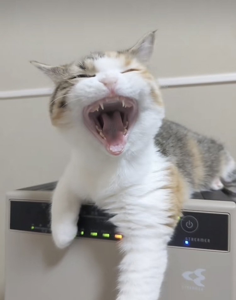 あくびをするスコティッシュフォールド