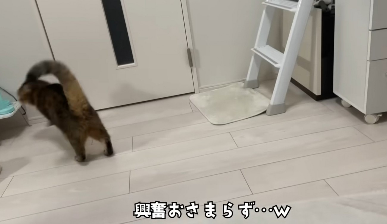 ドアの前にいる猫
