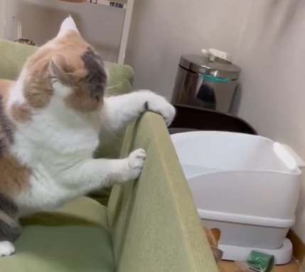 ソファに前足を乗せる三毛猫