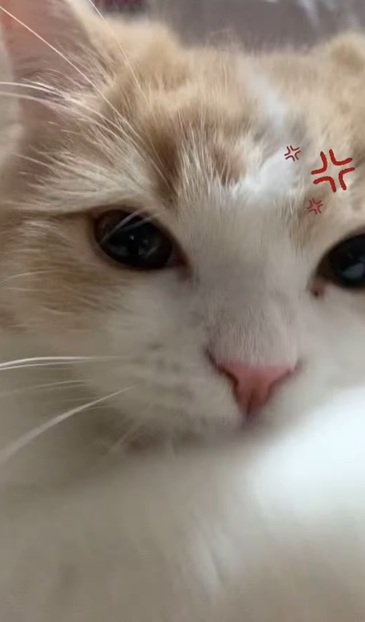 パンチする猫