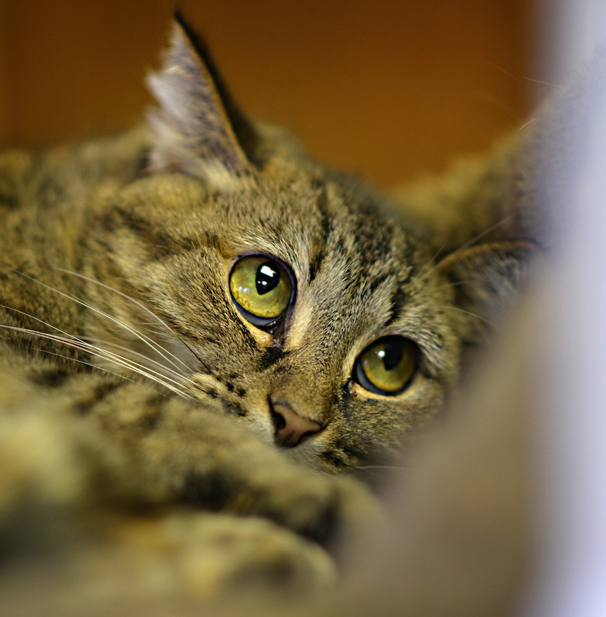 猫がお返事してくれない6つの理由
