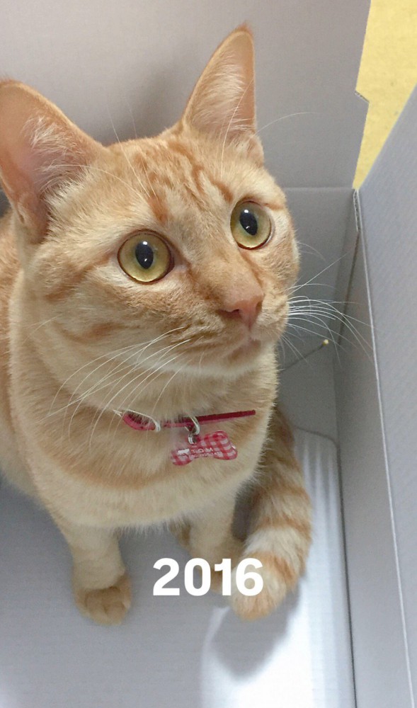 飼い主をダンボールの中から見つめる猫