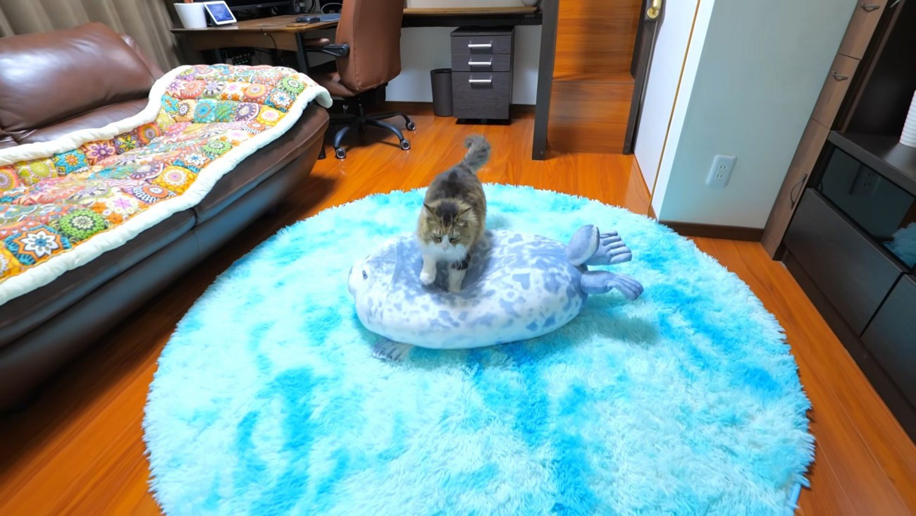 アザラシのぬいぐるみを踏む猫