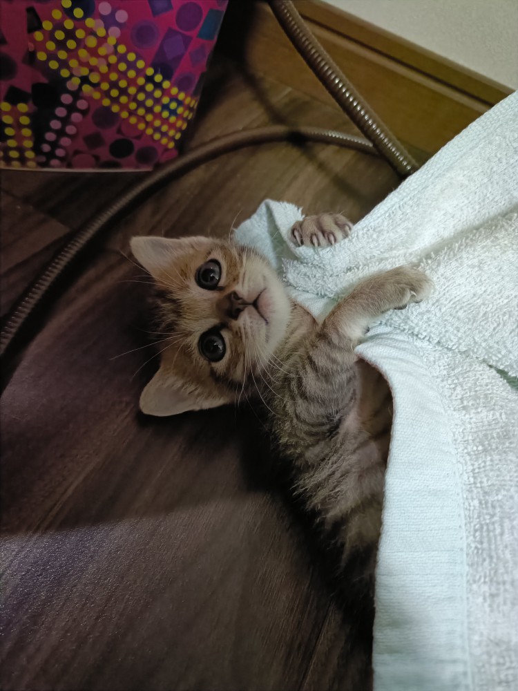 見上げる子猫
