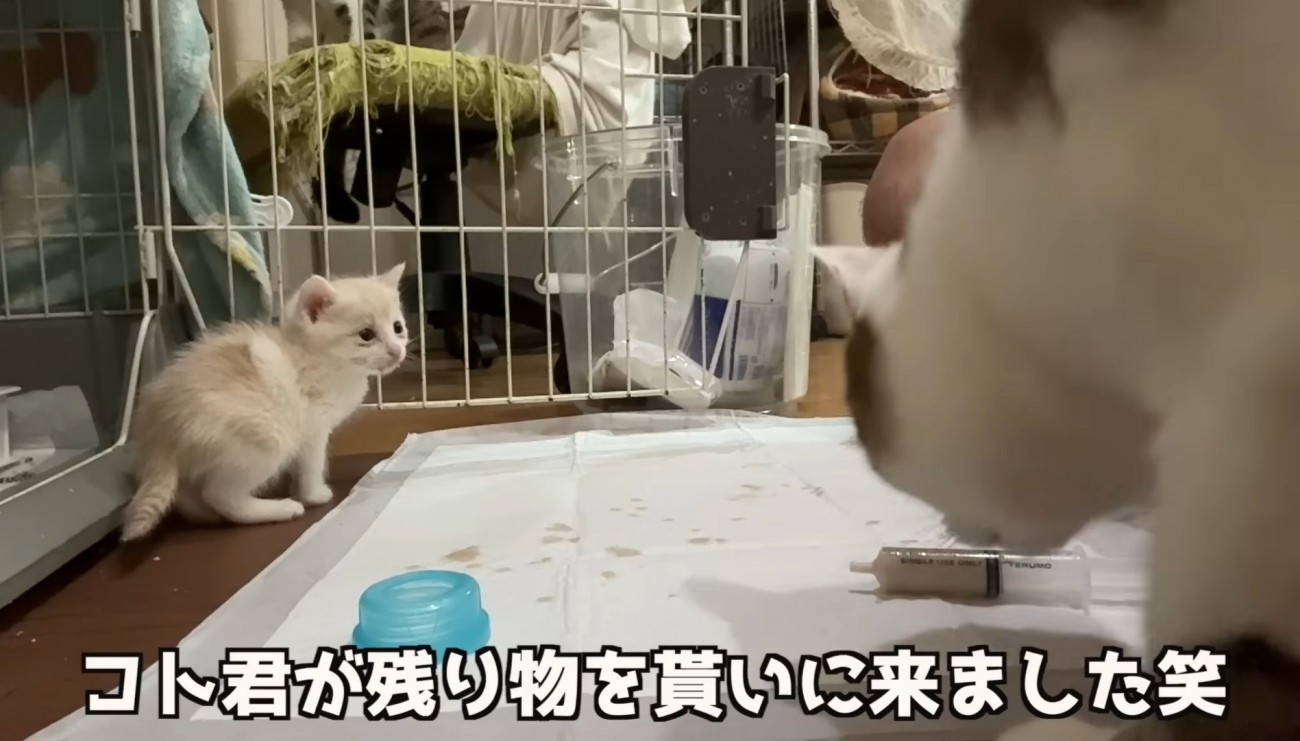 大人猫