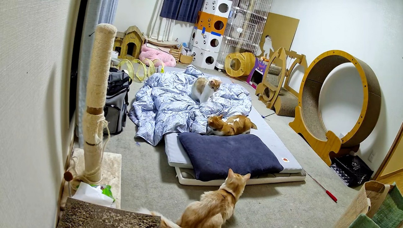部屋で遊ぶ3匹の猫