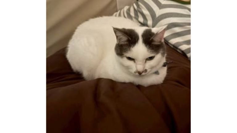 ベッドにいる猫