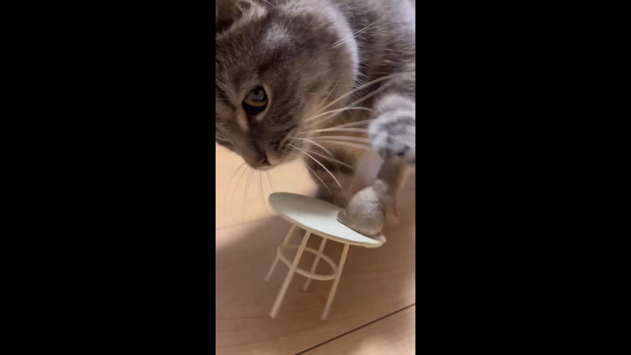 前足で人形にタッチ