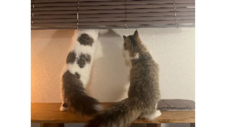 室内にいる猫たち