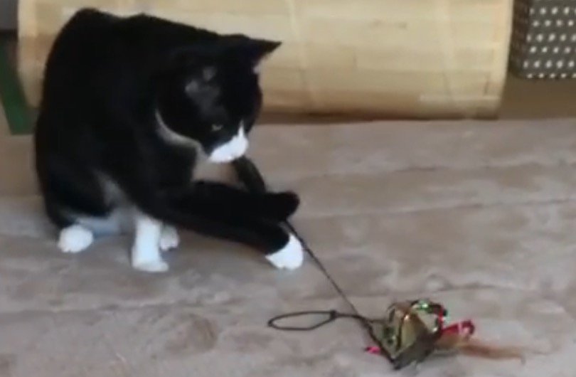 カーペットの上でおもちゃで遊ぶハチワレ猫