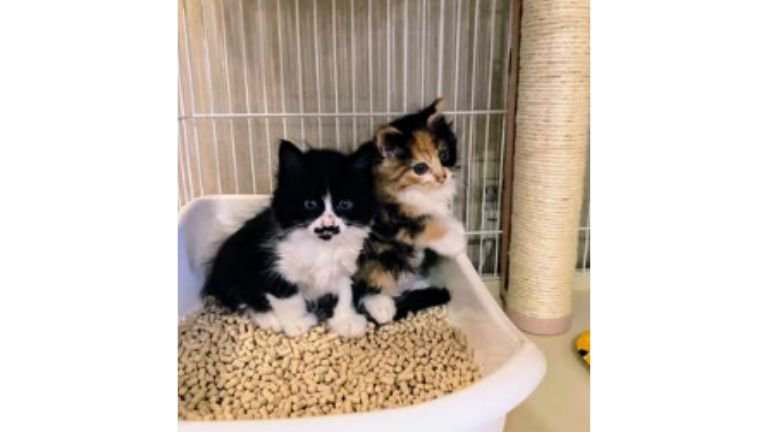 トイレにいる子猫