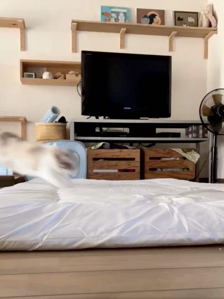 布団が1枚敷いてある