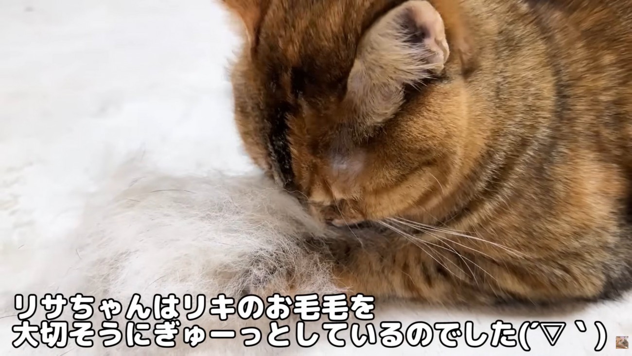 テロップ「リサちゃんは～」