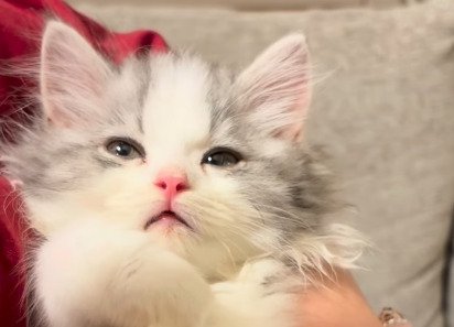 目を細めて眠たそうな表情を浮かべるてん君