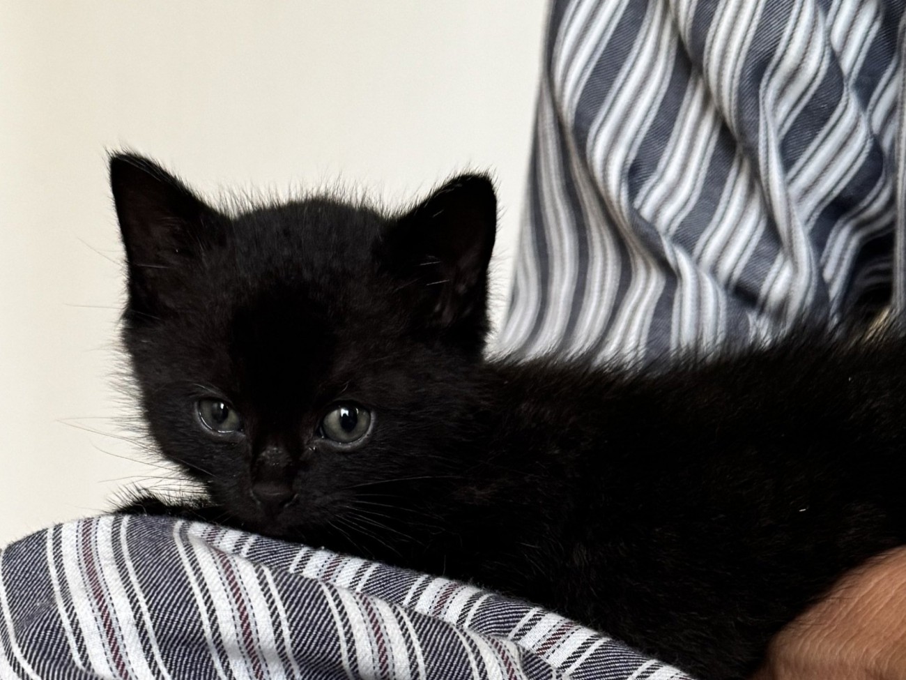 抱っこされてカメラ目線の子猫