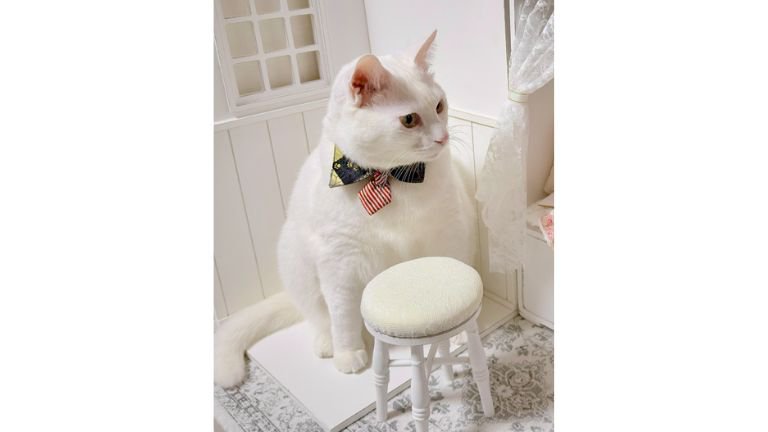 ドール部屋にいる猫
