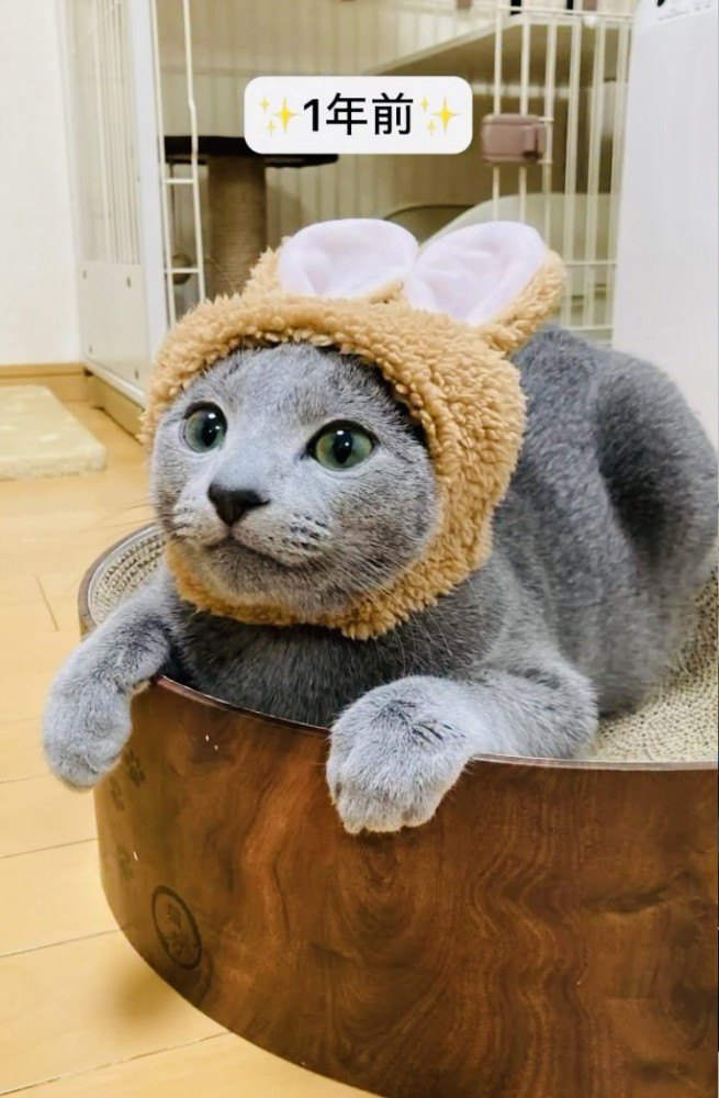 うさぎの被り物を被って爪とぎボウルに座るロシアンブルー