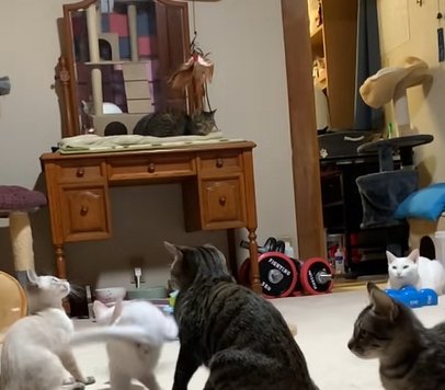 猫全員が座っている