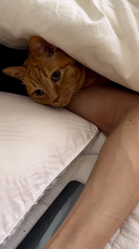 布団の中で男性にもたれかかる猫