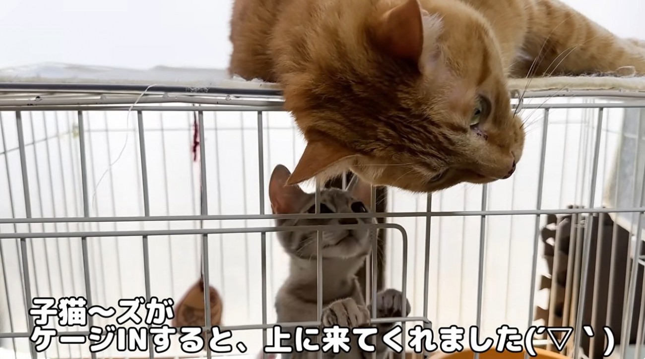 ケージの中の子猫とケージの上に乗っている猫