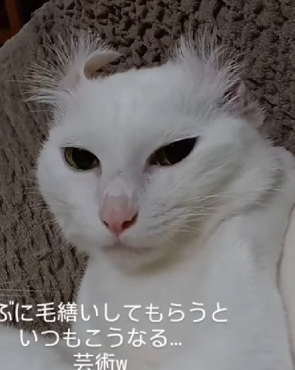 耳毛がパヤパヤな猫