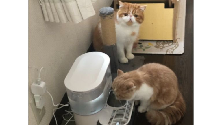 水を飲んでいる猫たち