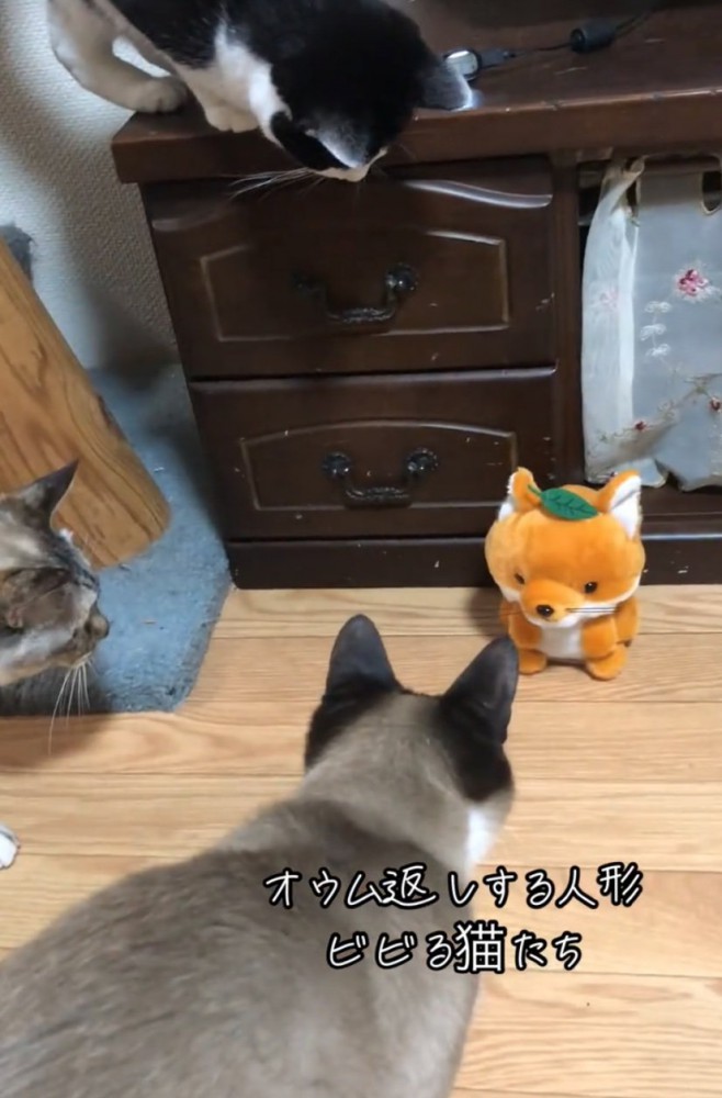 人形をガン見する猫