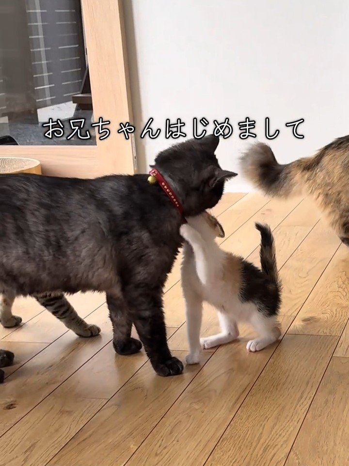 黒い猫に近づく子猫