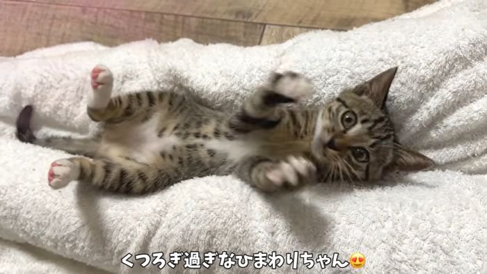 へそ天ひまわりちゃん2