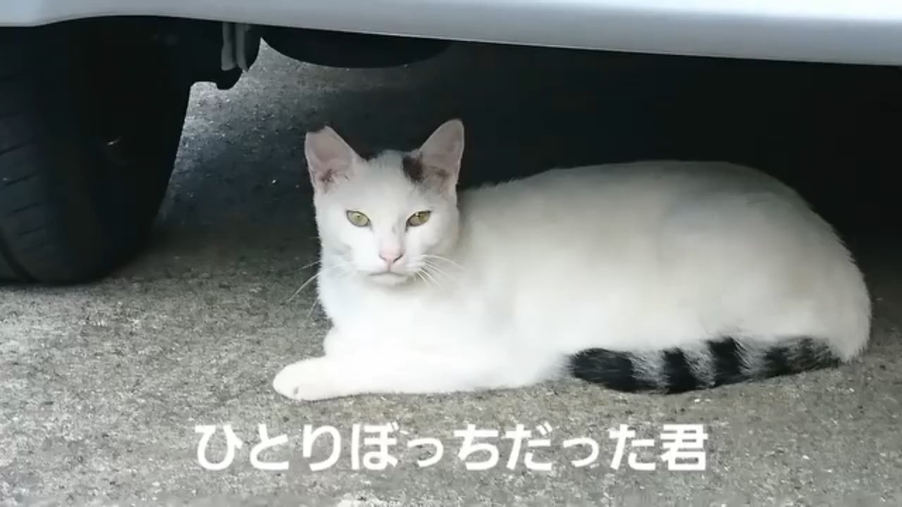 車の下にいる猫