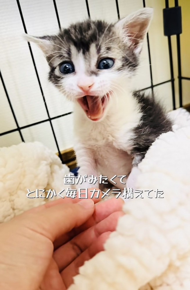 ケージの中で鳴く赤ちゃん猫