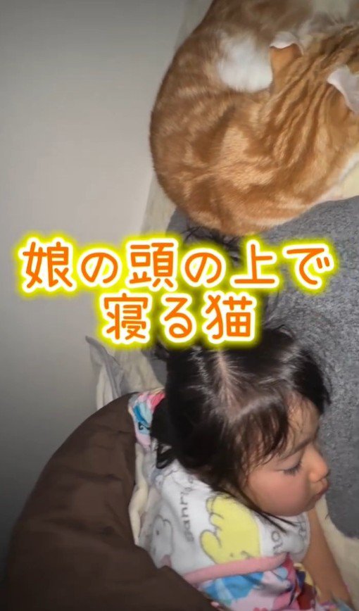 娘の頭の上で眠る猫