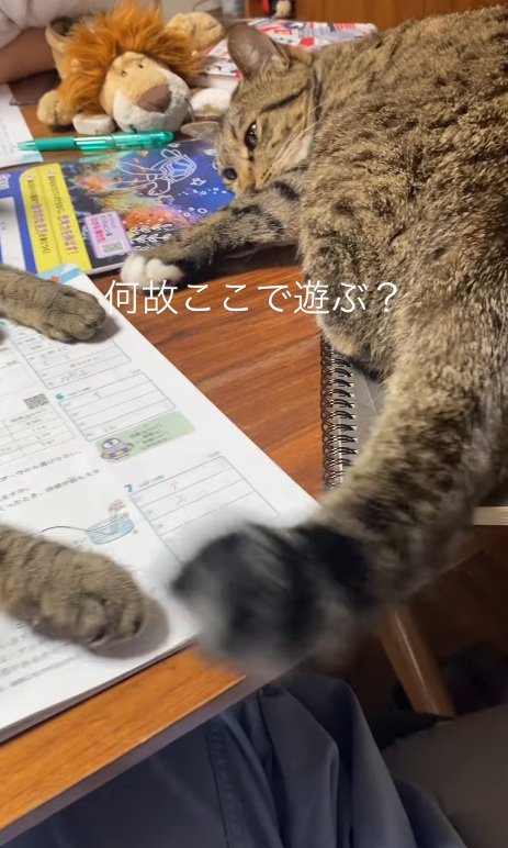 しっぽを振る猫