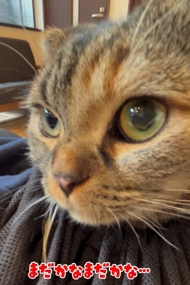 前を向く猫の顔