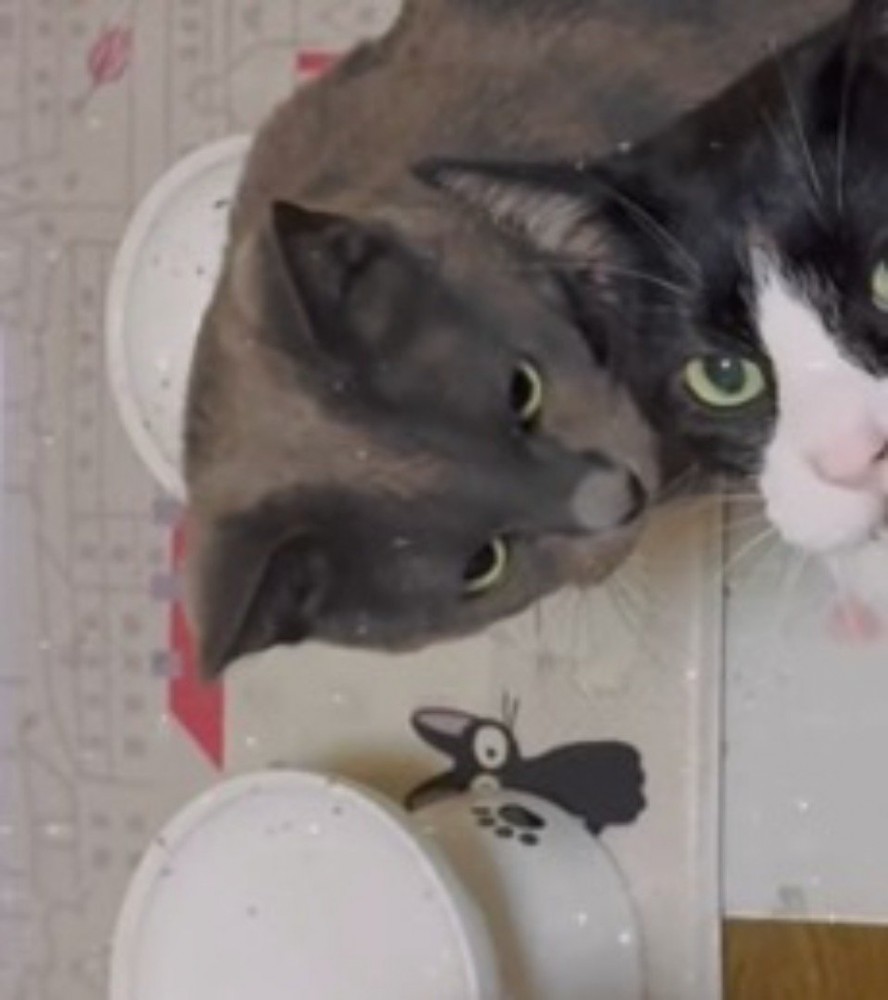 ハチワレ猫を見つめるグレー色の猫