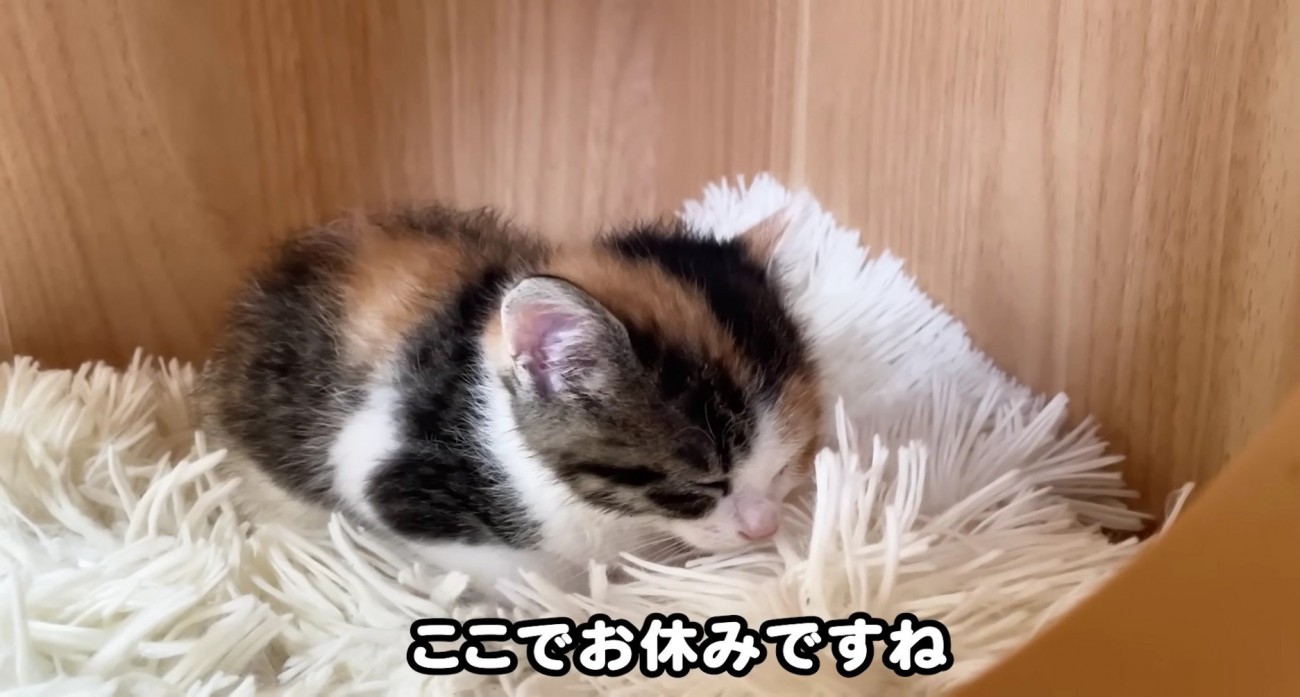 お休みする三毛さん