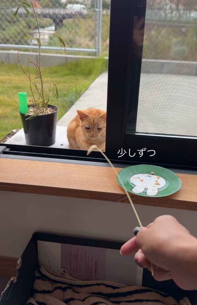 猫じゃらしで遊ぶ子猫