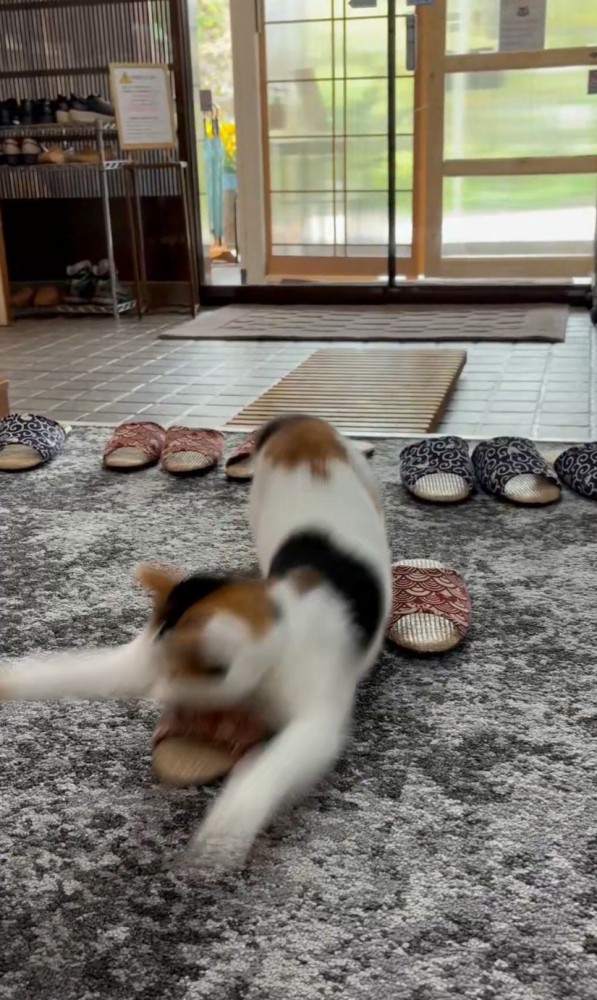 飛び掛かる猫