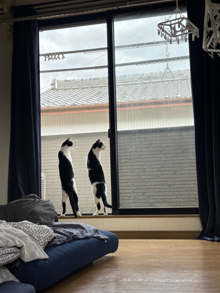 窓の外を眺める猫2匹の後ろ姿