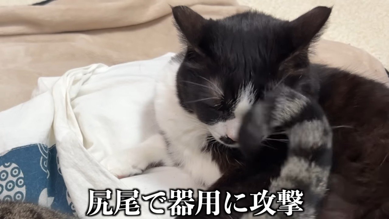 尻尾で器用に攻撃