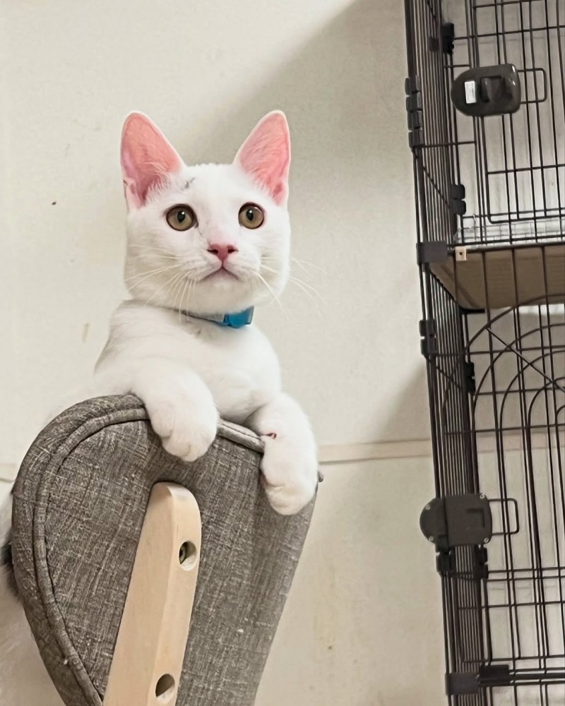 遠くを見ている猫