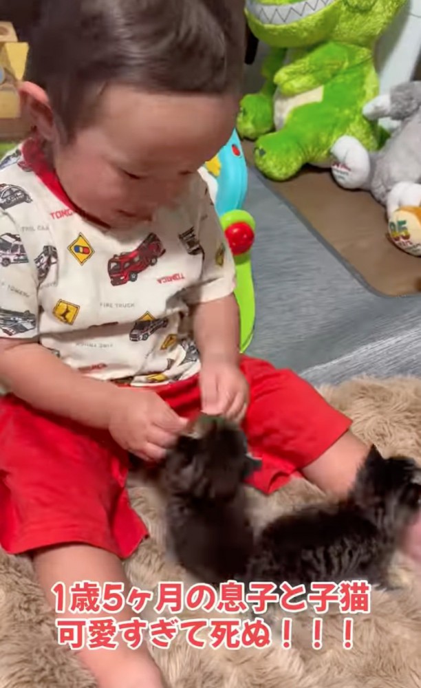 嬉しそうに赤ちゃん猫を見る